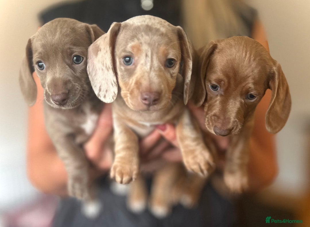 Miniature Dachshund dogs for sale: ✨ REDUCED! 3 OUTSTANDING QUALITY KC PUPS  ✨ - Image 1