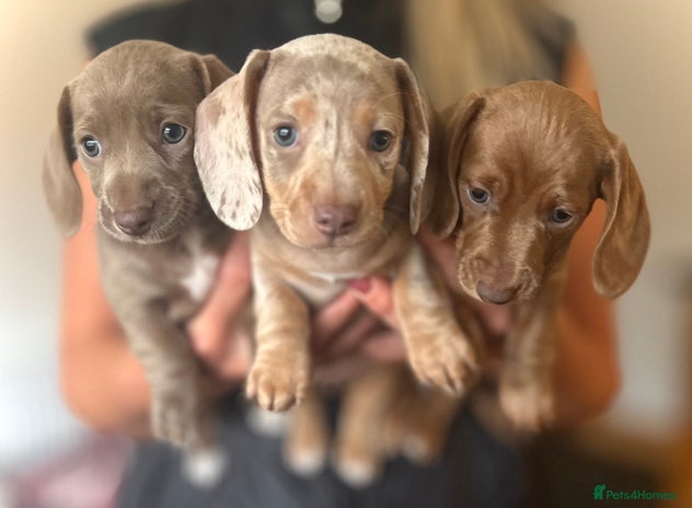 Miniature Dachshund dogs puppies now sold. Waiting list now open - Advert 8