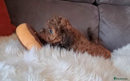 Cockapoo dogs for sale: Adorable best friend pups, sold fully vaccinated - Image 14
