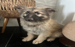 German Shepherd dogs for sale: German shepherd pups silver sable black/tan black  - Image 24
