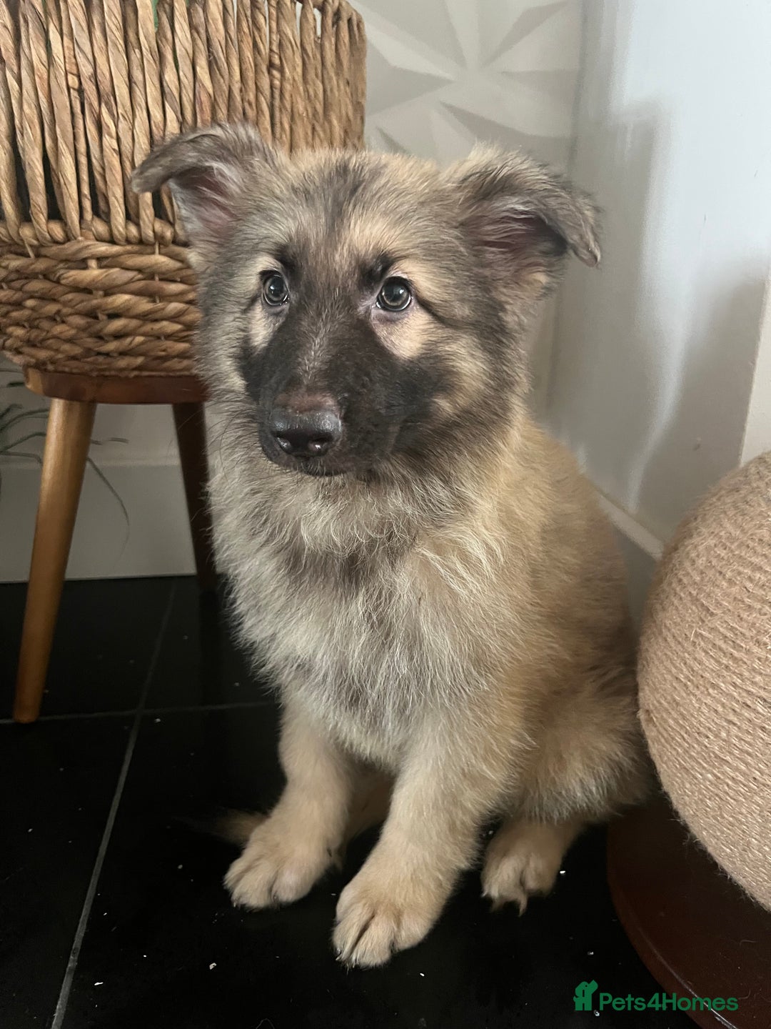 German Shepherd dogs for sale: German shepherd pups silver sable black/tan black  - Image 24