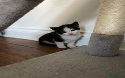 British Shorthair cats for sale: Tuxedo Kittens  - Image 2