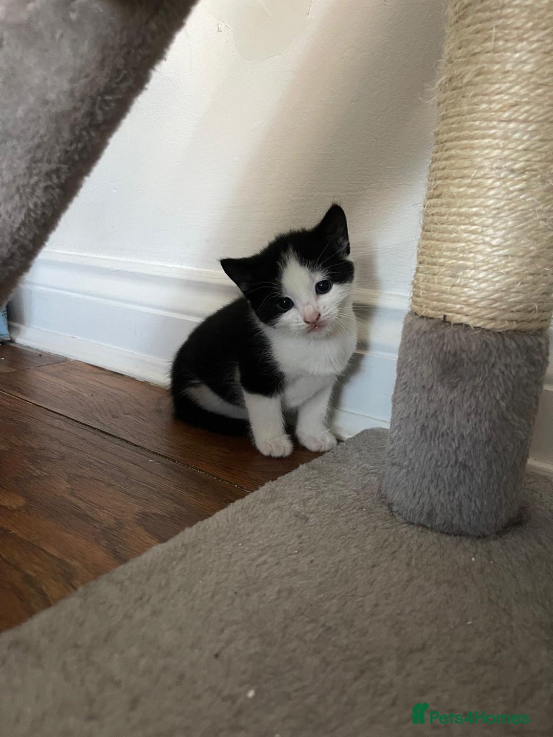 British Shorthair cats for sale: Tuxedo Kittens  - Image 2
