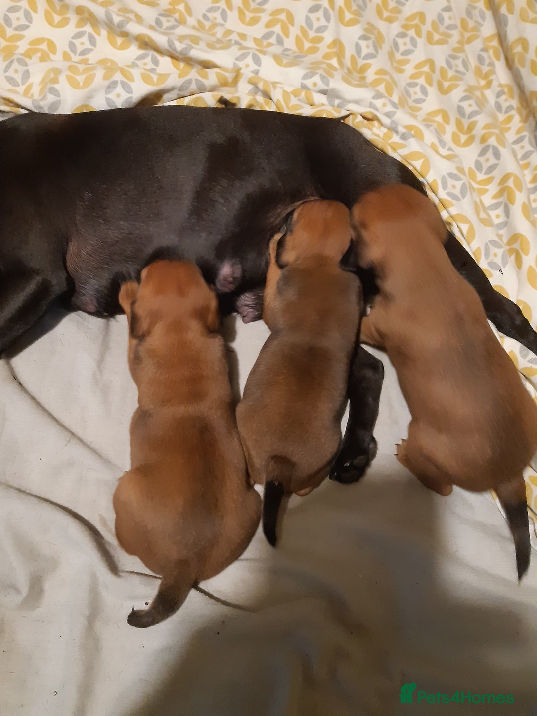 Patterdale Terrier dogs for sale: PATTERDALE TERRIER SMOOTH HAIRED MOTHER  - Image 30