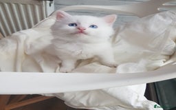 Mixed Breed cats for sale: Two beautiful princess  - Image 7