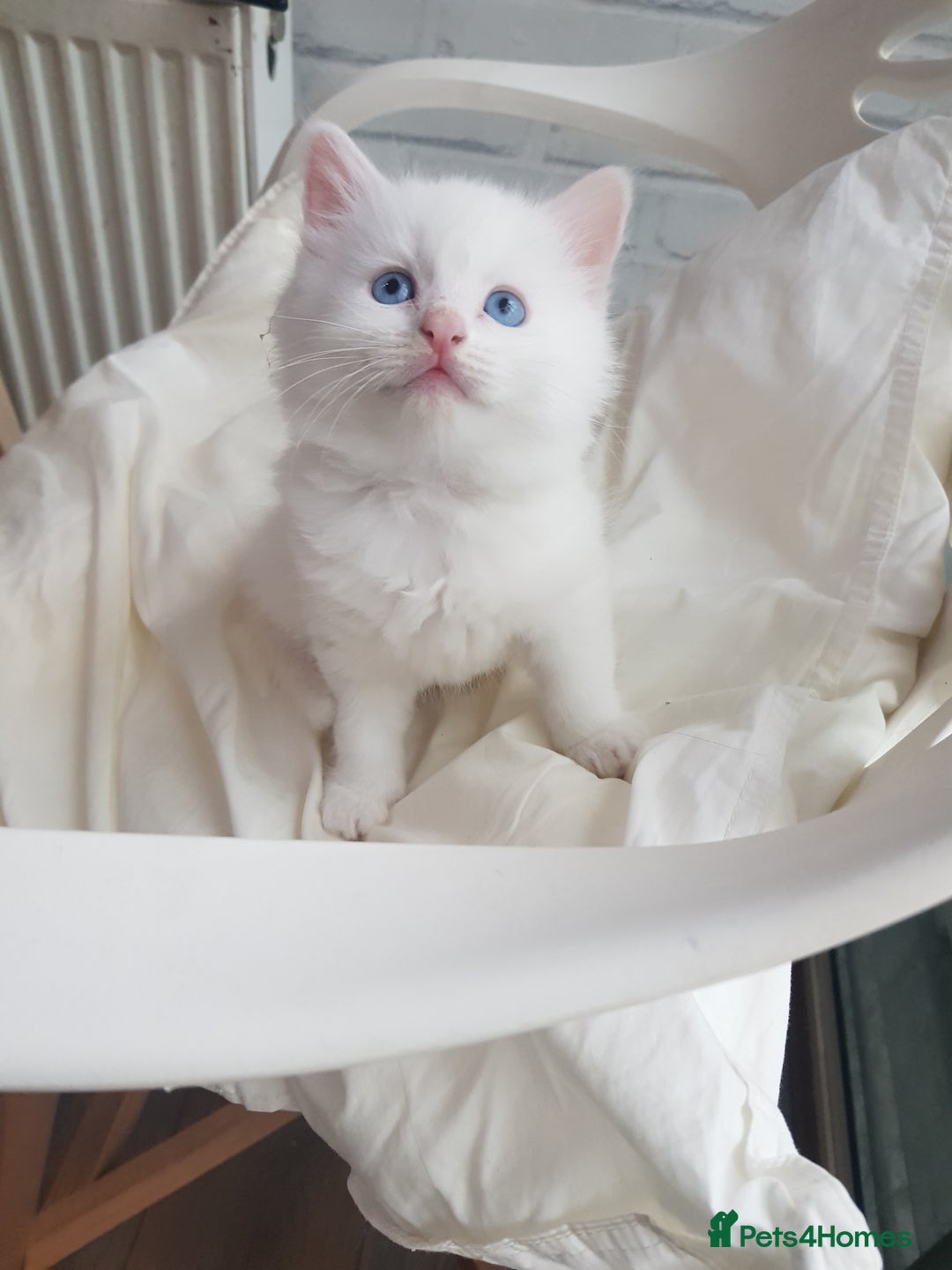 Mixed Breed cats for sale: Two beautiful princess  - Image 7