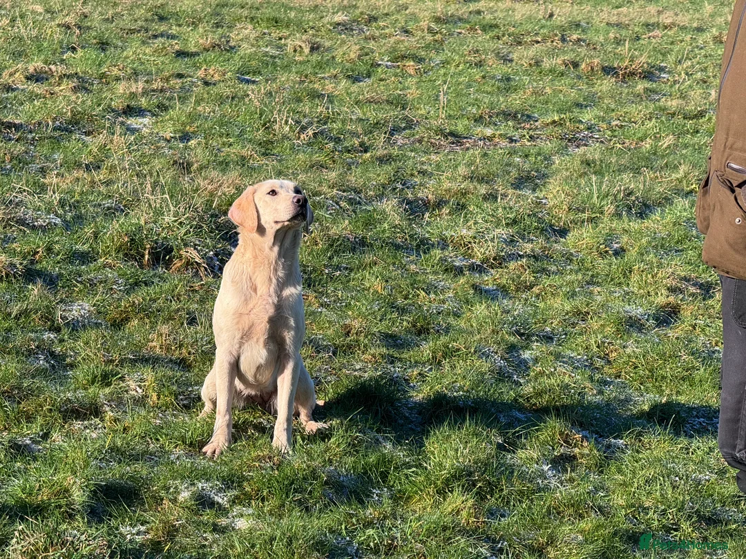 Labrador Retriever dogs for sale: Yellow Labrador Bitch Exceptional Working Pedigree - Advert 4