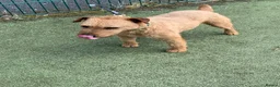 Lakeland Terrier dogs for sale: Lakeland terrier pups  - Advert 3