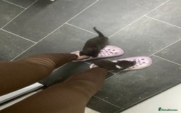 British Shorthair cats for sale: Cross half BRITISH shorthair kittens  - Advert 17