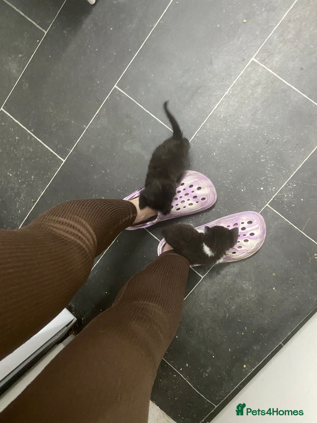 British Shorthair cats for sale: Cross half BRITISH shorthair kittens  - Advert 17