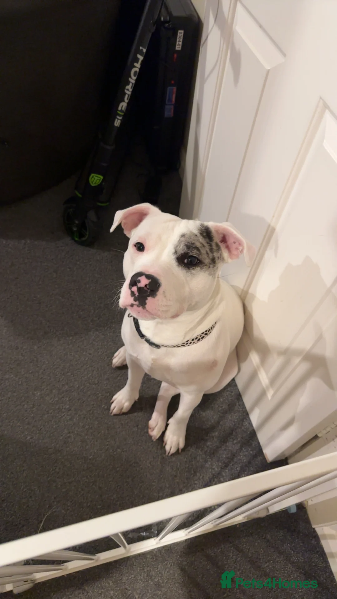 Staffordshire Bull Terrier dogs for sale: Loki  - Advert 3