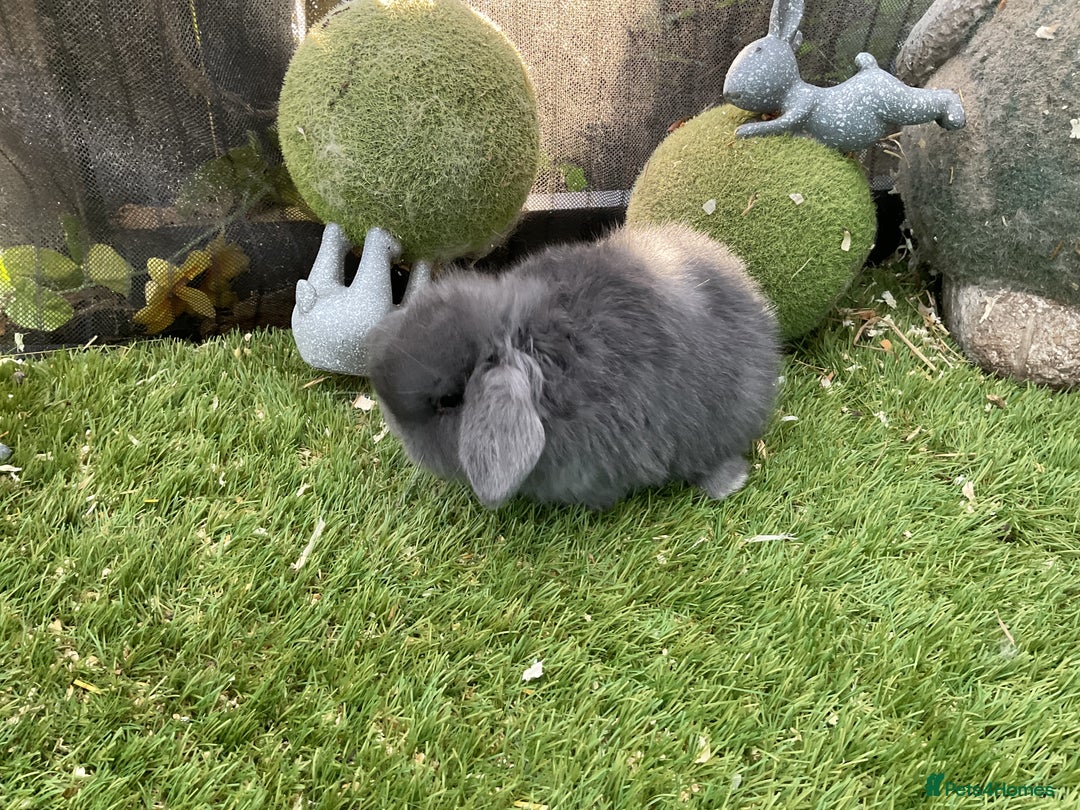 Mini Lop rabbits for sale: Baby mini lops and mini lion lop baby rabbits - Advert 17