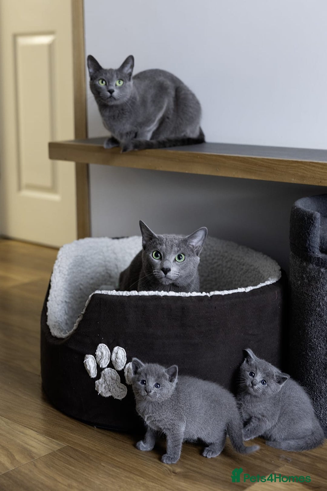 Russian Blue cats for sale: Pure Russian Blue Kittens Available  - Image 5