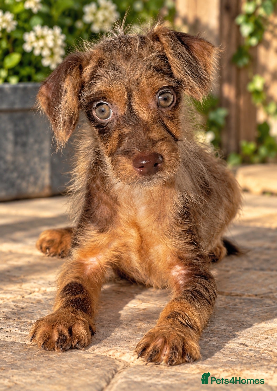 Mixed Breed dogs for sale: Merle patterpoo puppies  - Advert 6