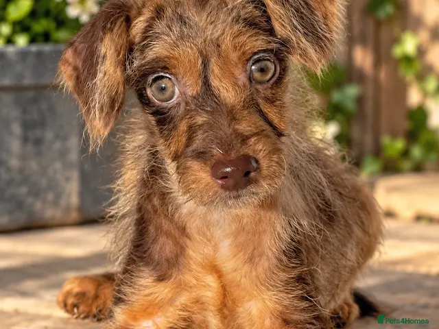 Mixed Breed dogs for sale: Merle patterpoo puppies - Advert 13
