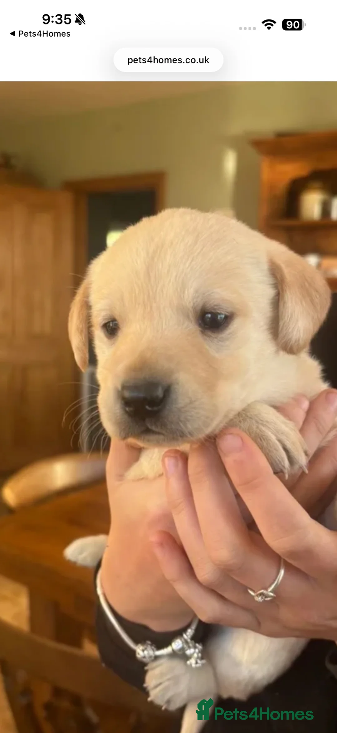 Labrador Retriever dogs for sale: Fantastic litter of working Labradors - Advert 2