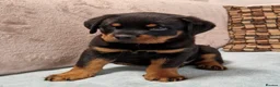 Rottweiler dogs for sale: 🩷 beautiful Happy Rottweiler Puppis 🩶 - Advert 1