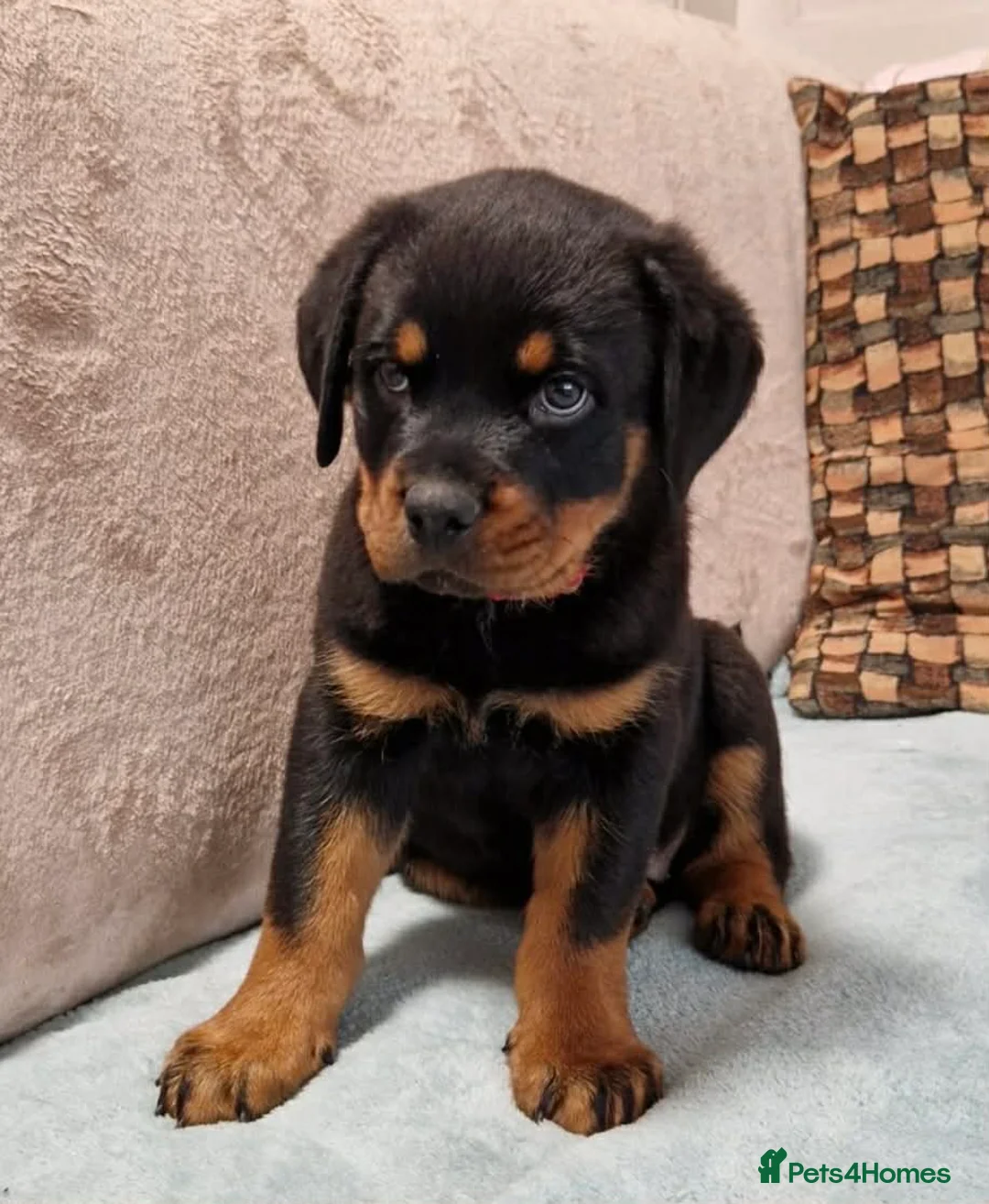 Rottweiler dogs for sale: 🩷 beautiful Happy Rottweiler Puppis 🩶 - Advert 1