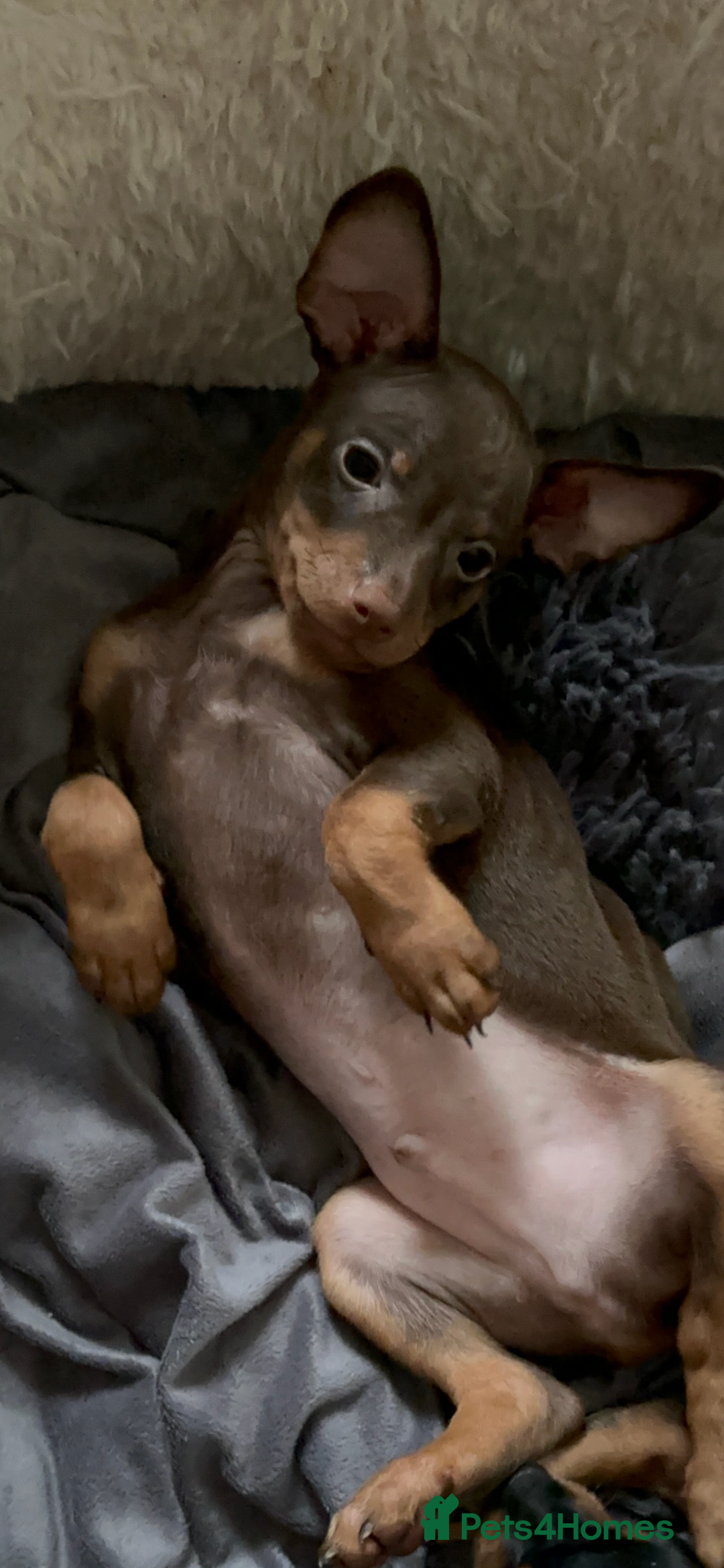 Russian Toy Terrier dogs for sale: For sale KC puppies - Image 23