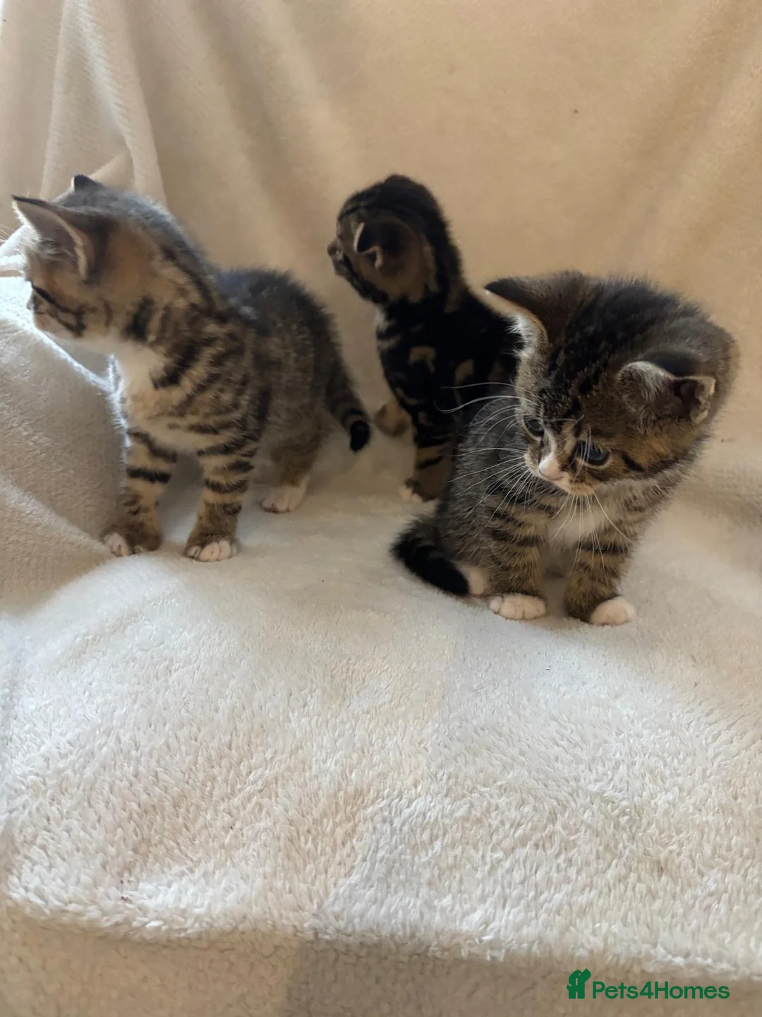 Scottish Fold cats for sale: Scottish Fold Kittens. - Advert 2