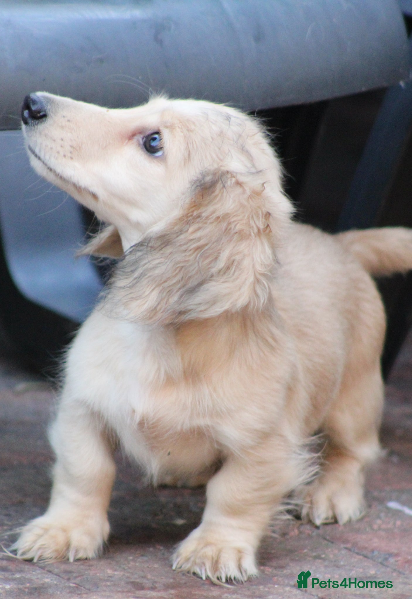 Miniature Dachshund dogs Cream girl  - Advert 1