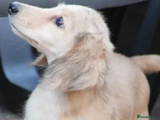 Miniature Dachshund dogs Cream girl - Advert 1