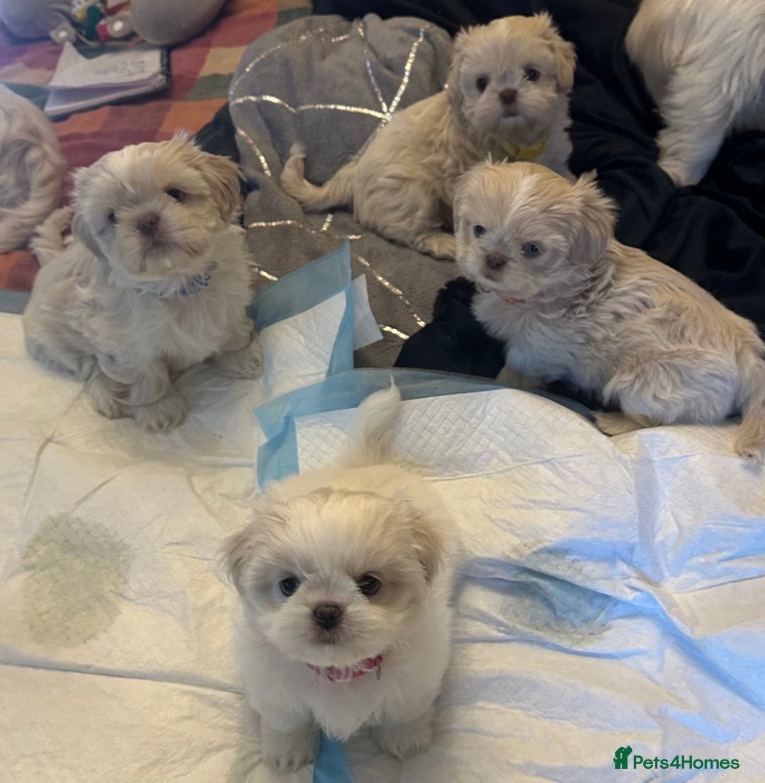 Shih Tzu dogs for sale: Lavender White Imperial Shih Tzu Puppies - Image 30
