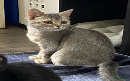British Shorthair cats for sale: British shorthair kittens  - Image 3