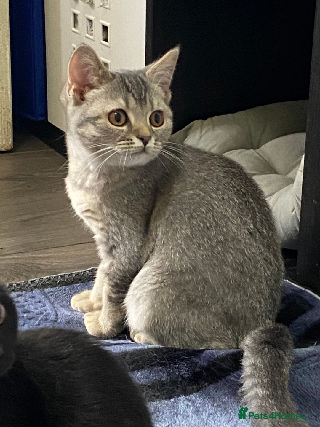British Shorthair cats for sale: British shorthair kittens  - Image 3