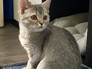 British Shorthair cats - Advert 7