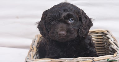 Cockapoo dogs - Advert 9