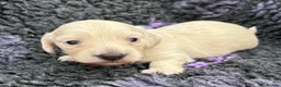 Dachshund dogs for sale:  Miniature Long Haired Dachshund puppies - Advert 9