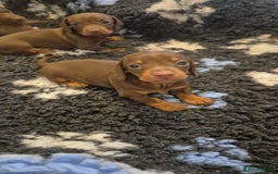 Miniature Dachshund dogs for sale: Outstanding miniature dachshund babies  - Image 4