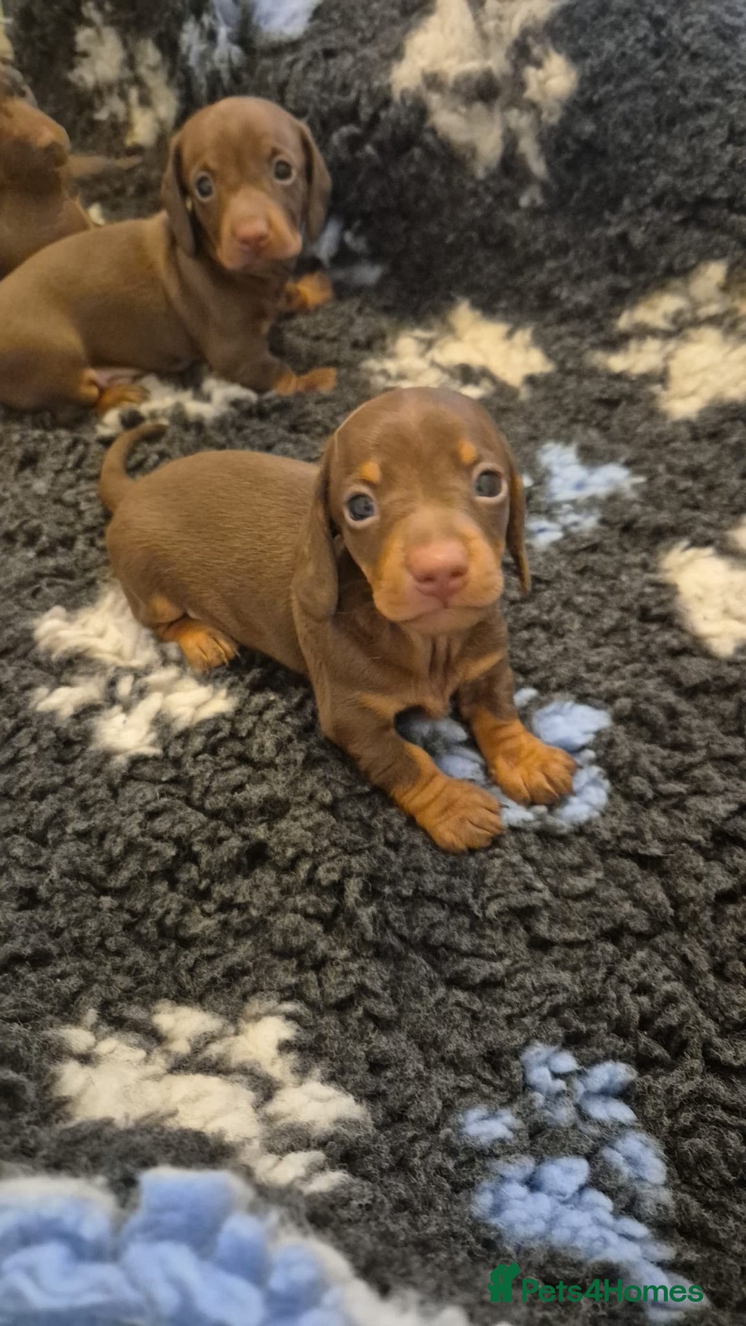 Miniature Dachshund dogs for sale: Outstanding miniature dachshund babies  - Image 4