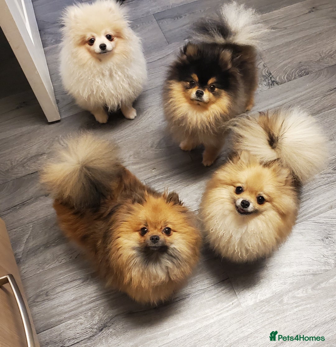 Pomeranian dogs for stud: Kc Pomeranian Male For STUD DUTIES - Advert 9