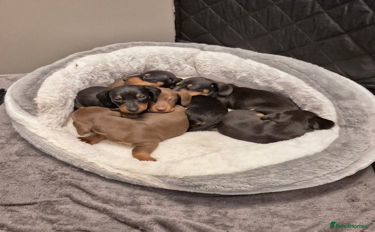 Miniature Dachshund dogs - Advert 10