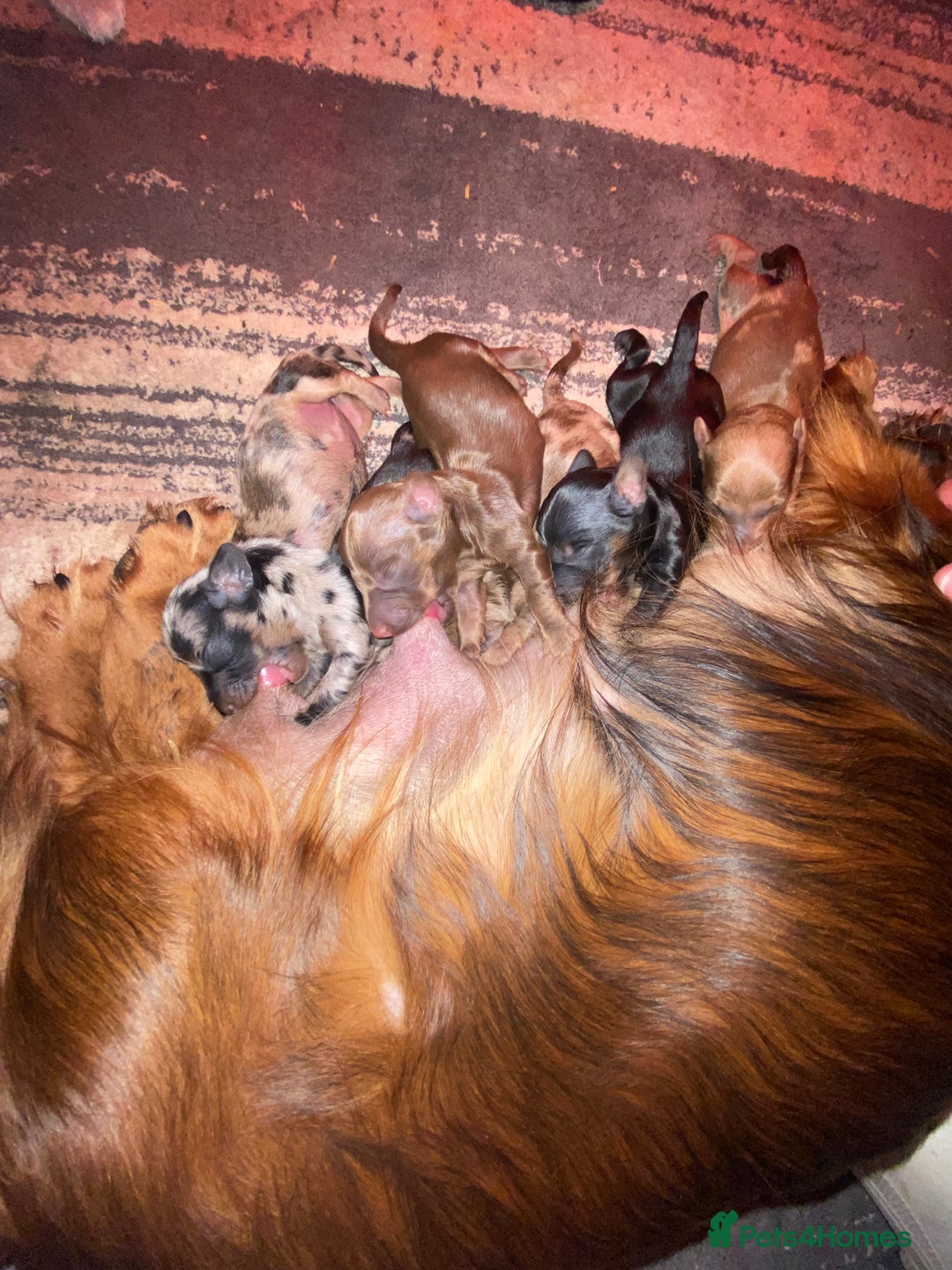 Dachshund dogs for sale: 2 Beautiful dachshunds left!!! - Advert 4