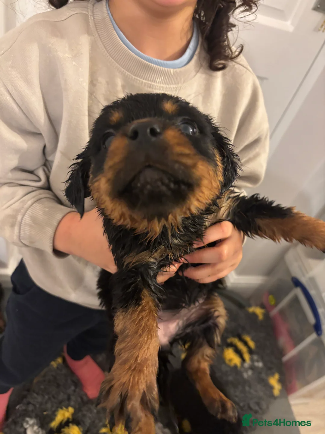 Rottweiler dogs for sale: 🐾🐶 beautifulRottweiler puppies 3 Girls Left🐶🐾 - Advert 26