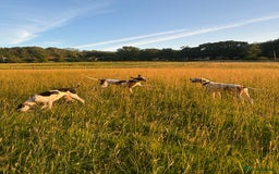 Pointer dogs for sale: KC reg Pointer Puppies - Image 6