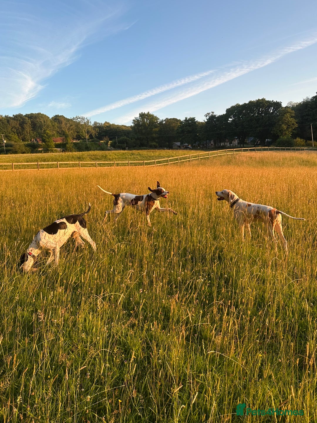 Pointer dogs for sale: KC reg Pointer Puppies - Image 6