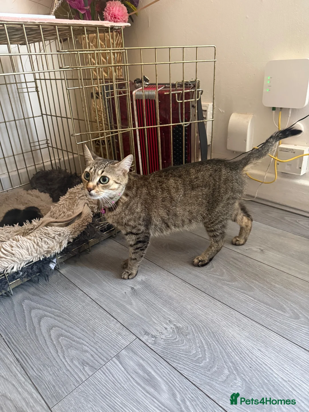Mixed Breed cats for sale: 3 boys 3 girl kittens  in Scunthorpe - Advert 1