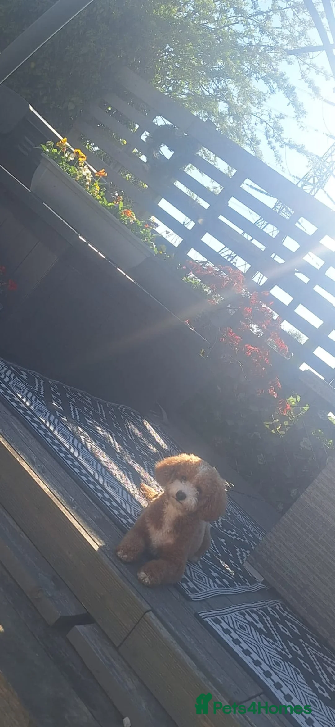 Cavapoo dogs for stud: 🐶 CAVAPOO STUD AVAILABLE 🐶  in Ashby-de-la-Zouch - Advert 7