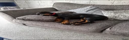 Dobermann dogs for sale: 15 week old (started) Doberman puppy female  - Advert 10