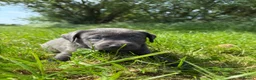 Labrador Retriever dogs for sale: RARE Stunning Silver & Charcoal Labrador Boy pups - Advert 11