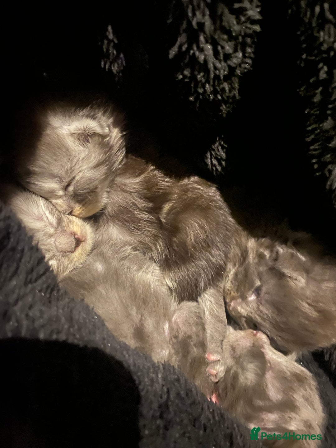 Maine Coon cats for sale: 4 x Maine coon kittens  - Advert 2