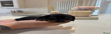 Short hair Black and Tan Miniature Dachshund 