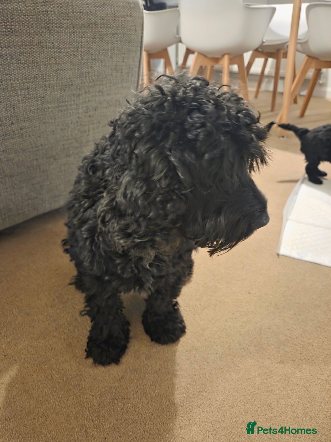 Cockapoo dogs for sale: Cockapoo Puppies  - Advert 2