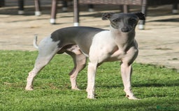 Italian Greyhound dogs for sale: Italian Greyhounds 5 Star Licensed Breeder - Image 7