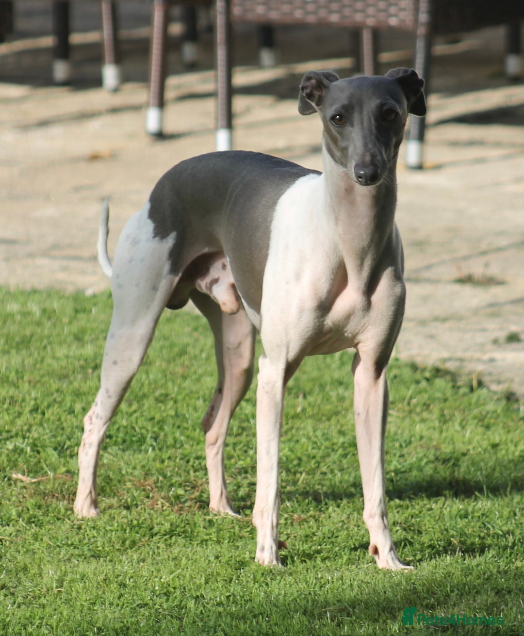 Italian Greyhound dogs for sale: Italian Greyhounds 5 Star Licensed Breeder - Image 7