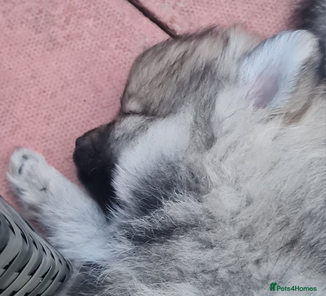 Mixed Breed dogs for sale: Ready now Pomeranian cross. ( Lapponian ) - Image 26
